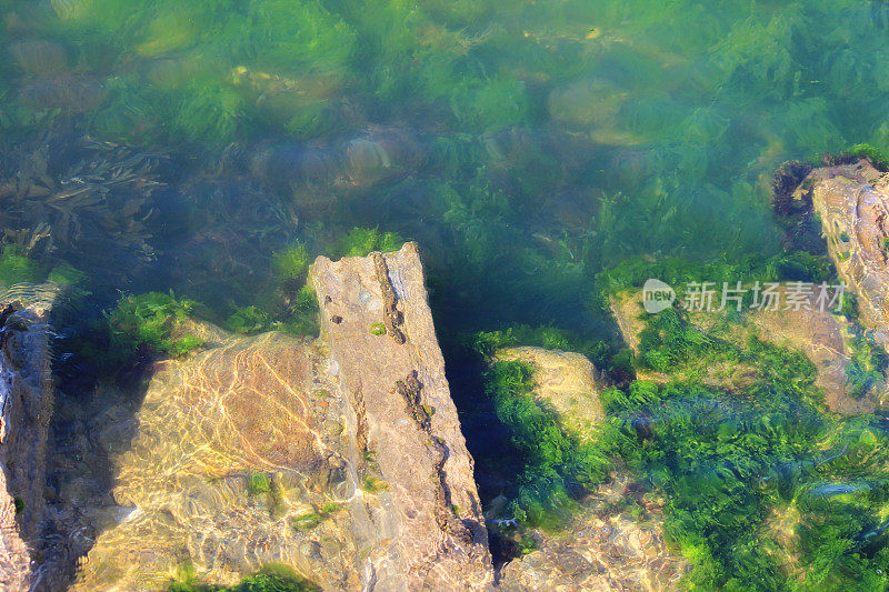 清澈的海水在海边港口/岩石池，海藻